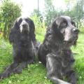 Ezel et Celtic