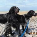 Celtic et Julius en Normandie