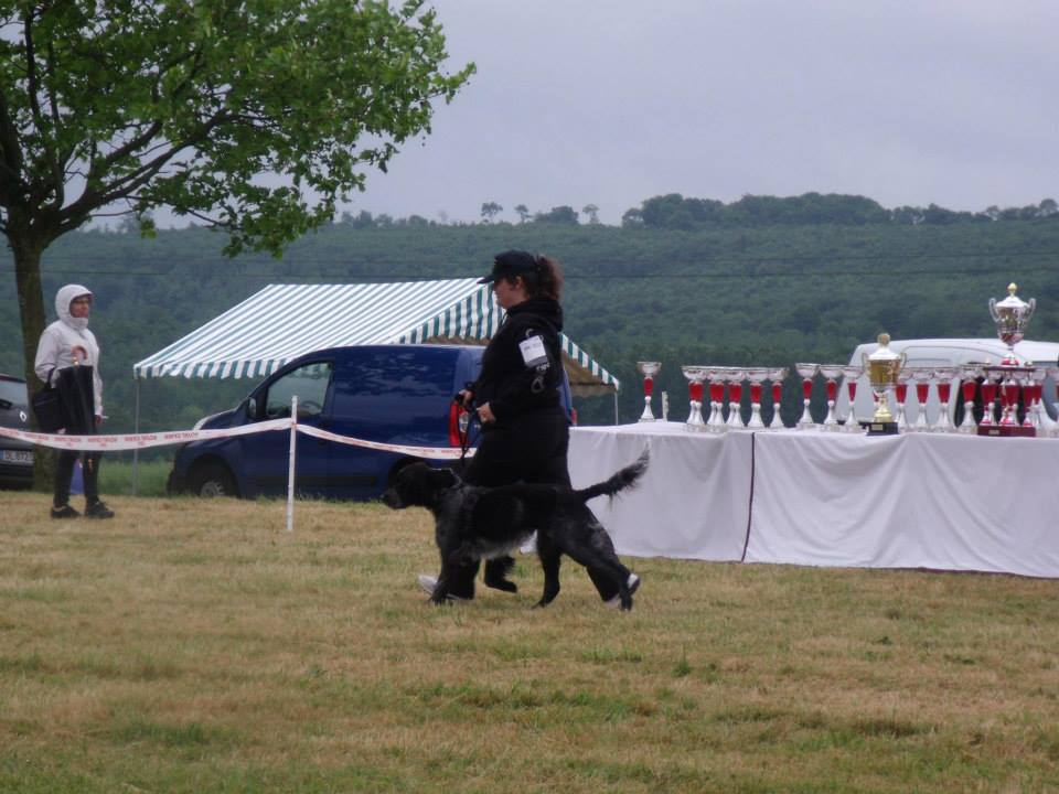 Celtic du clos maldav bailleuil 2017